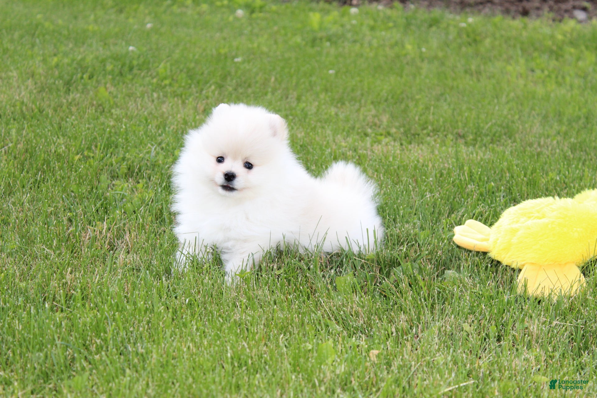 Pomeranian dogs Emerson - Ad 1