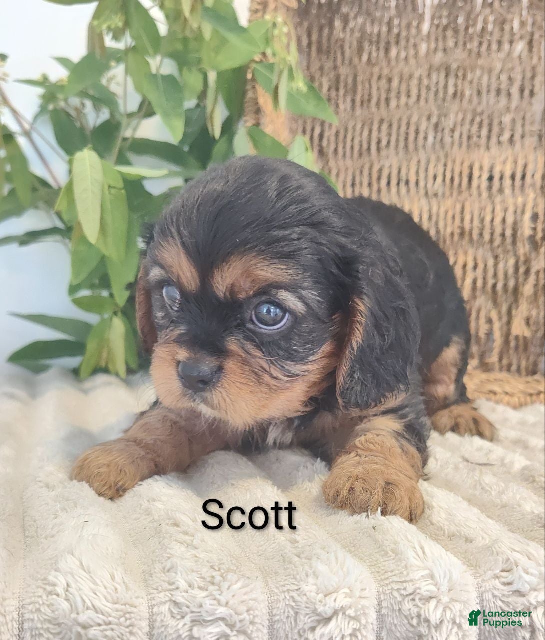 Cavalier King Charles Spaniel dogs Scott - Ad 2