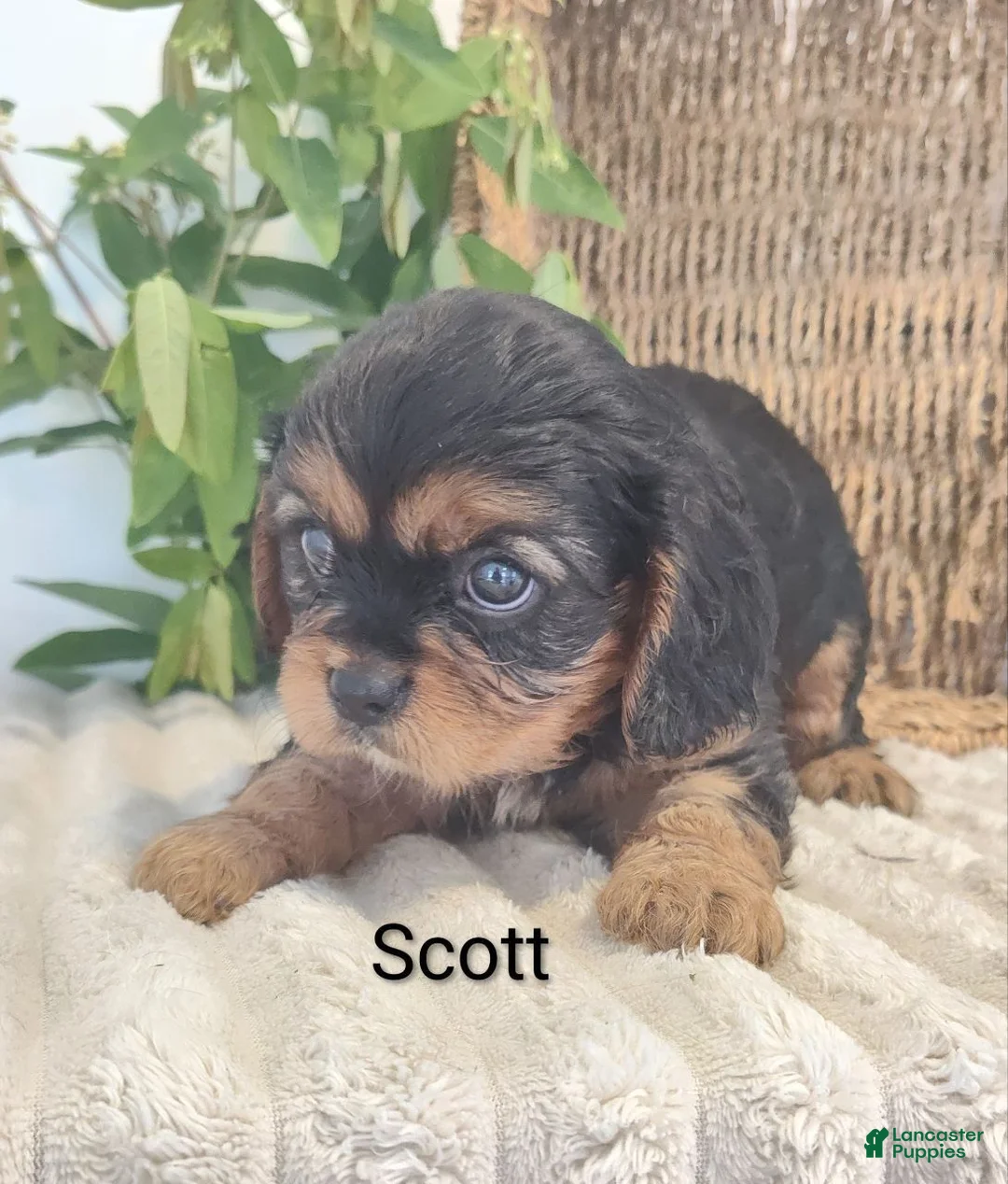 Cavalier King Charles Spaniel dogs for sale: Scott - Ad 2