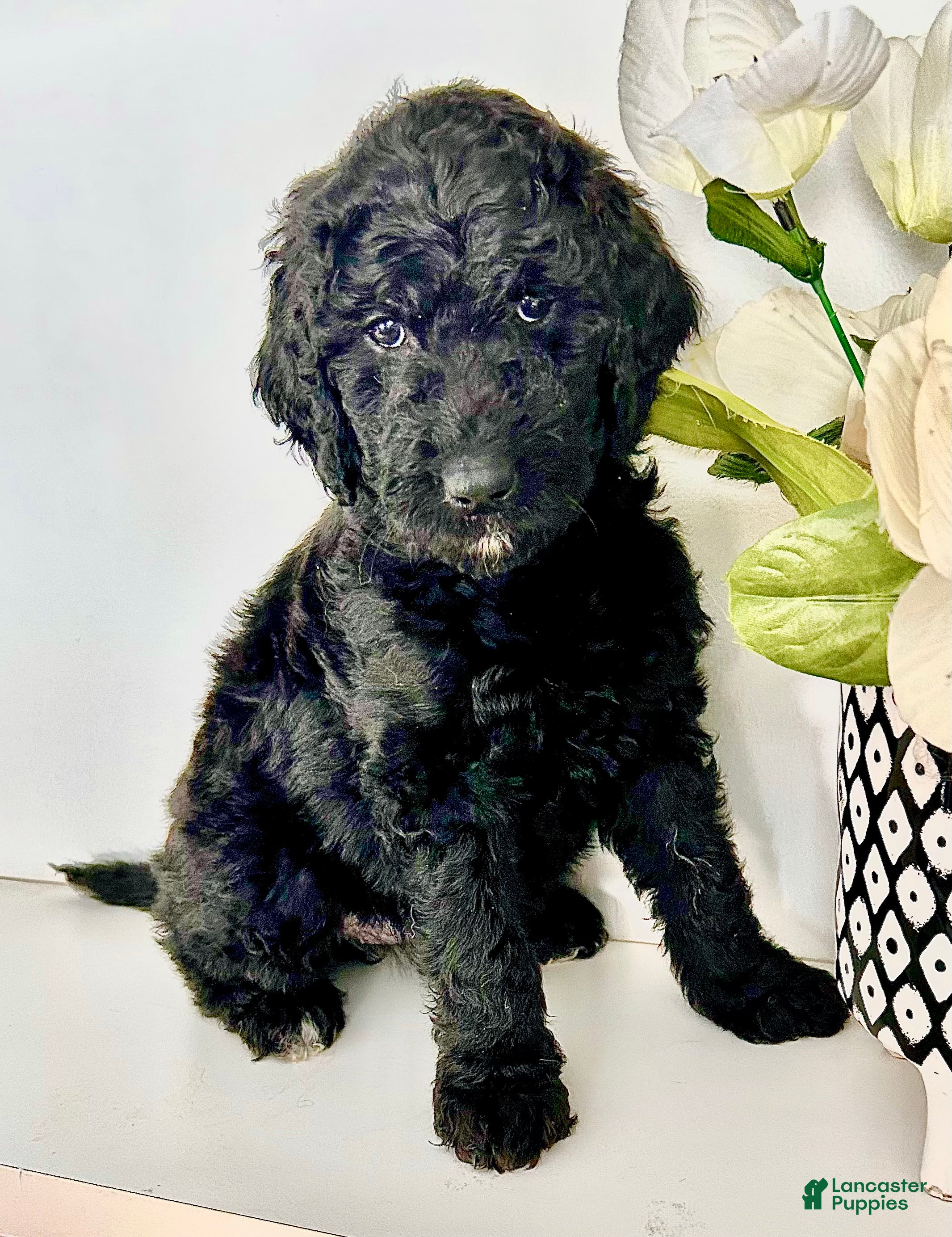 Goldendoodle dogs Gigi - Ad 26