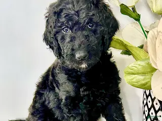 Goldendoodle dogs Gigi - Ad 26