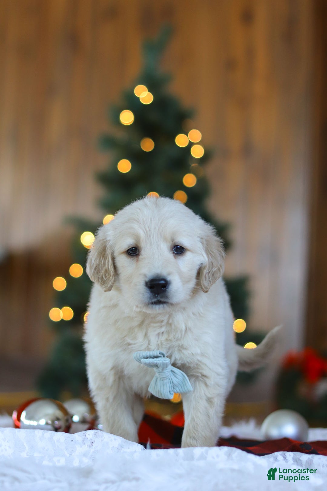 Golden Retriever dogs for sale: Duke - Ad 7