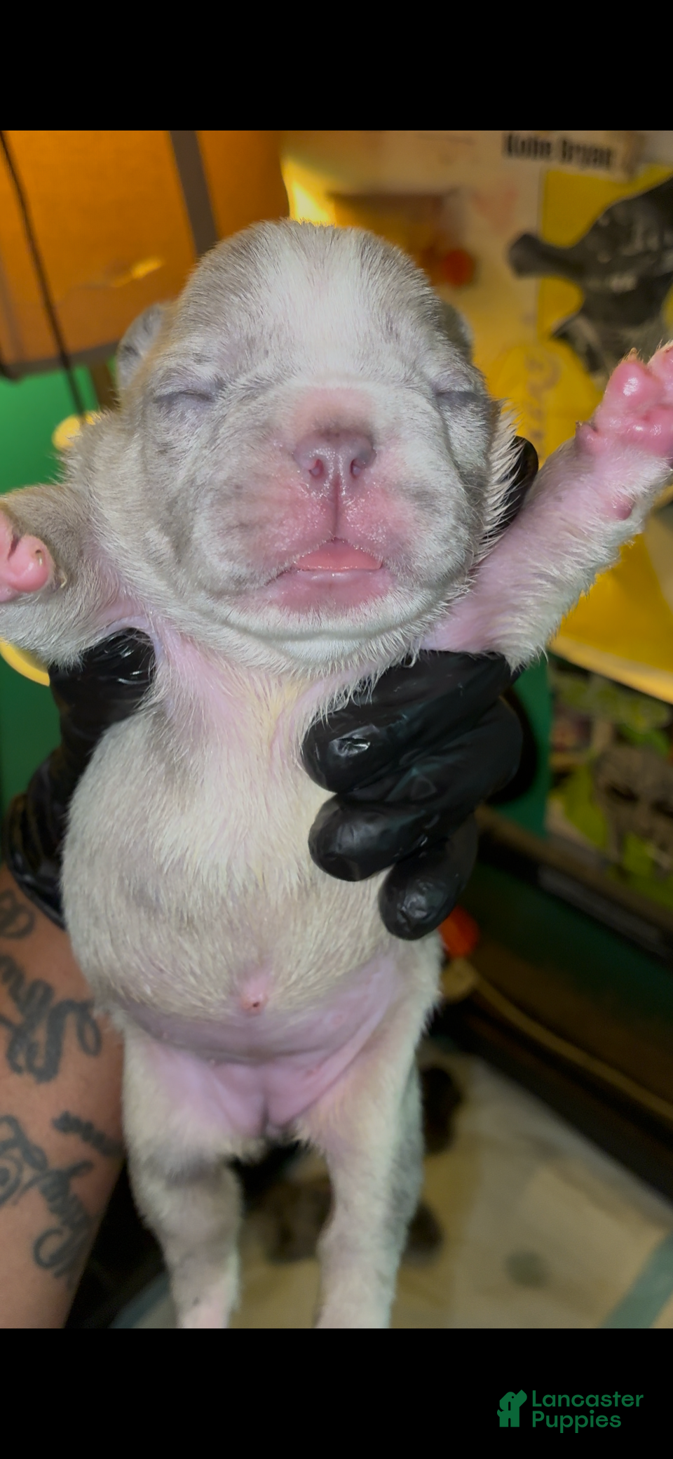 French Bulldog dogs French Bulldog 4 - Ad 9