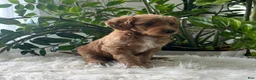 Mini Goldendoodle dogs for sale: Amber  - Ad 5