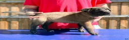 Belgian Malinois dogs for sale: AKC Belgian Malinois - Blue Collar - Ad 4
