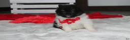 Pomeranian dogs for sale: Ziggy - Ad 6