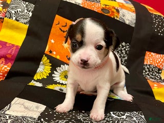 Chihuahua dogs Margarita - Ad 7