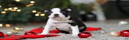 Boston Terrier dogs for sale: Max - Ad 7