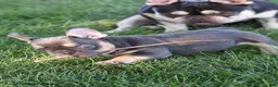 French Bulldog dogs for sale: Mae - Ad 7
