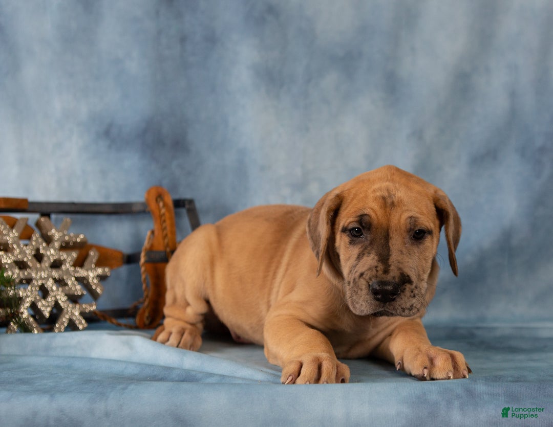 Great Dane dogs for sale: Dash - Ad 3