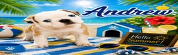 Pug dogs for sale: Andrew - Ad 1