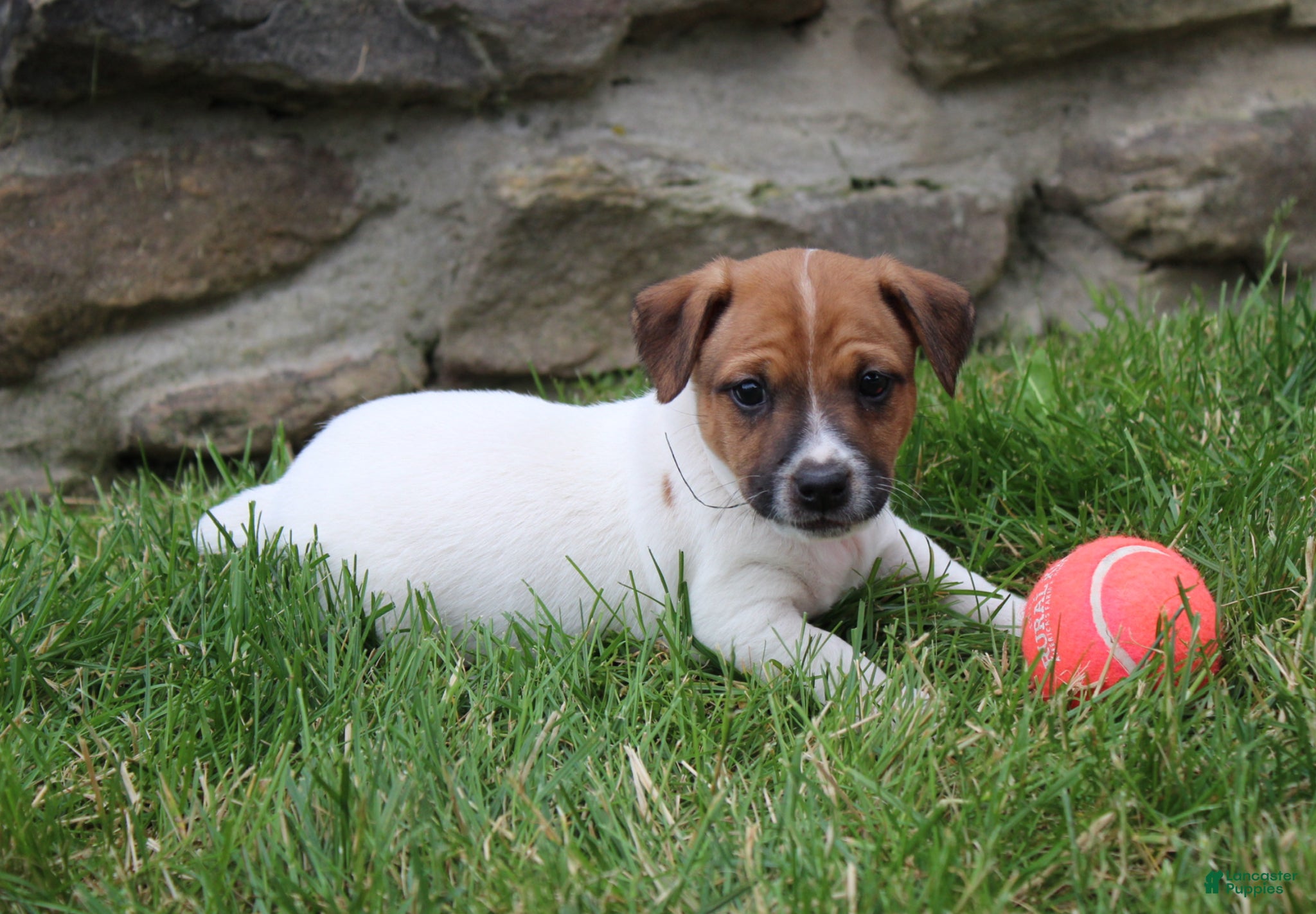 Jack Russell Terrier dogs Riley - Ad 1
