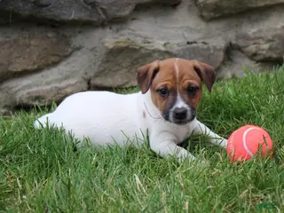 Jack Russell Terrier dogs for sale: Riley - Ad 4