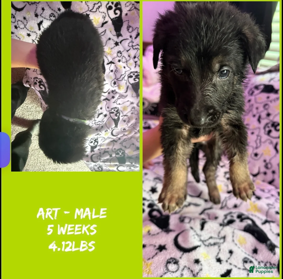 German Shepherd dogs for sale: German Shepherd 2 - Ad 1