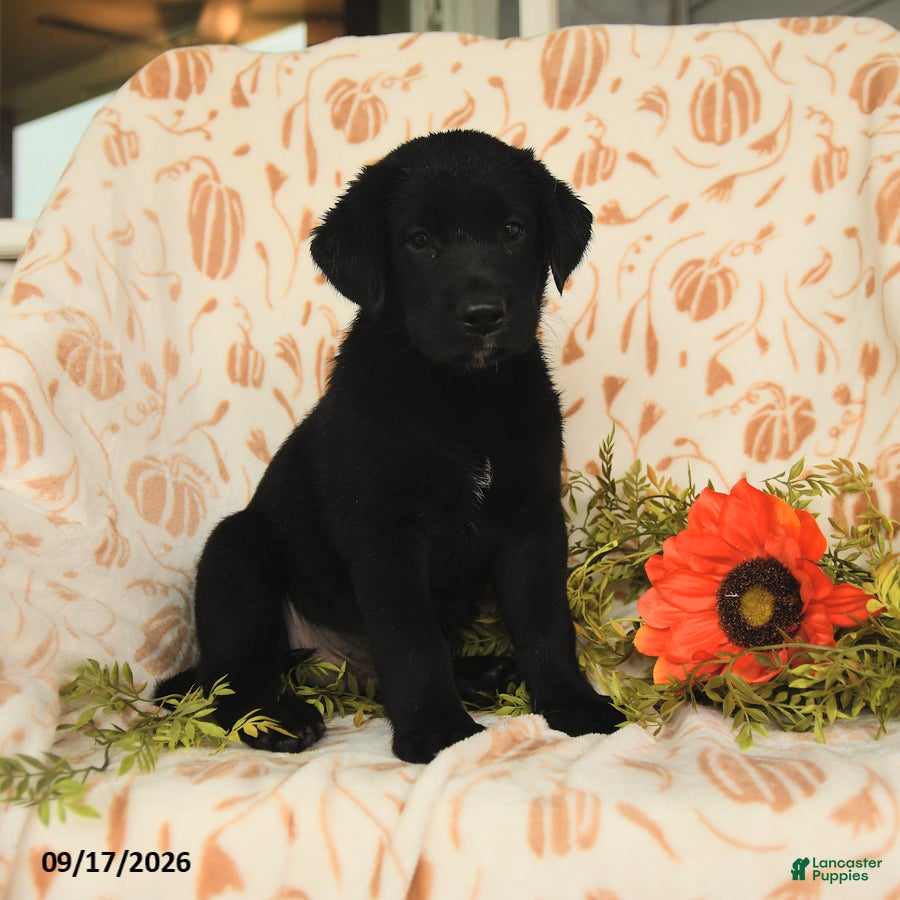 Labrador Retriever dogs for sale: Maxwell - Ad 2