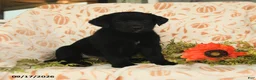 Labrador Retriever dogs for sale: Maxwell - Ad 1