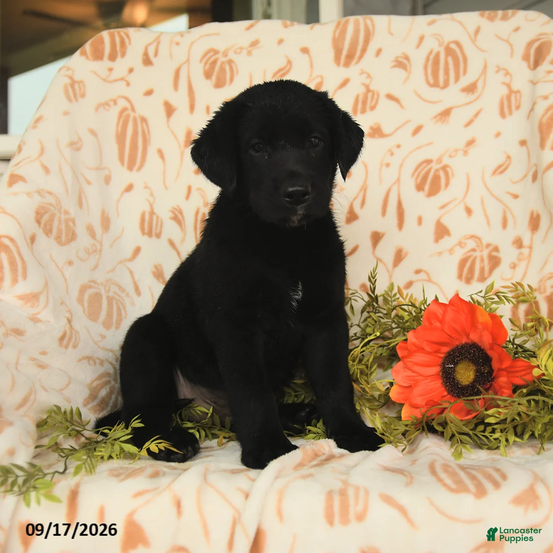 Labrador Retriever dogs for sale: Maxwell - Ad 1