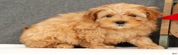 Mini Goldendoodle dogs for sale: Fairy - Ad 3