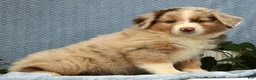 Miniature Australian Shepherd dogs for sale: Riley - Ad 6