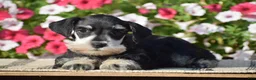 Miniature Schnauzer dogs for sale: Aubrey - Mini - Ad 3