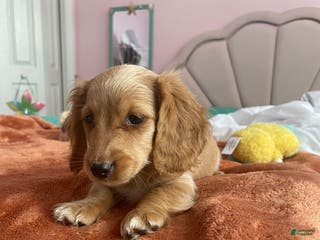 Miniature Dachshund dogs Debbie - Ad 26