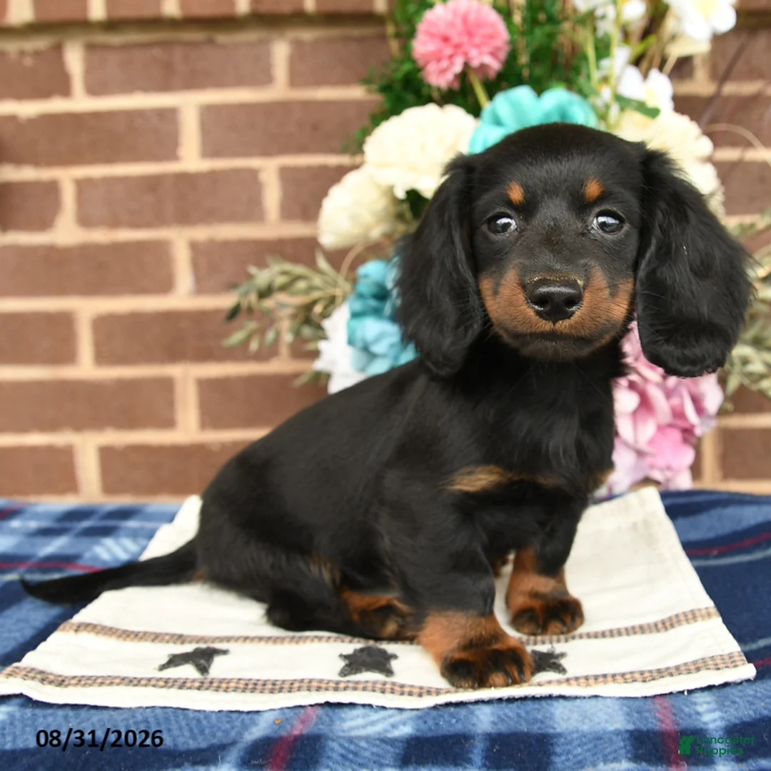Miniature Dachshund dogs for sale: Lily - Ad 2