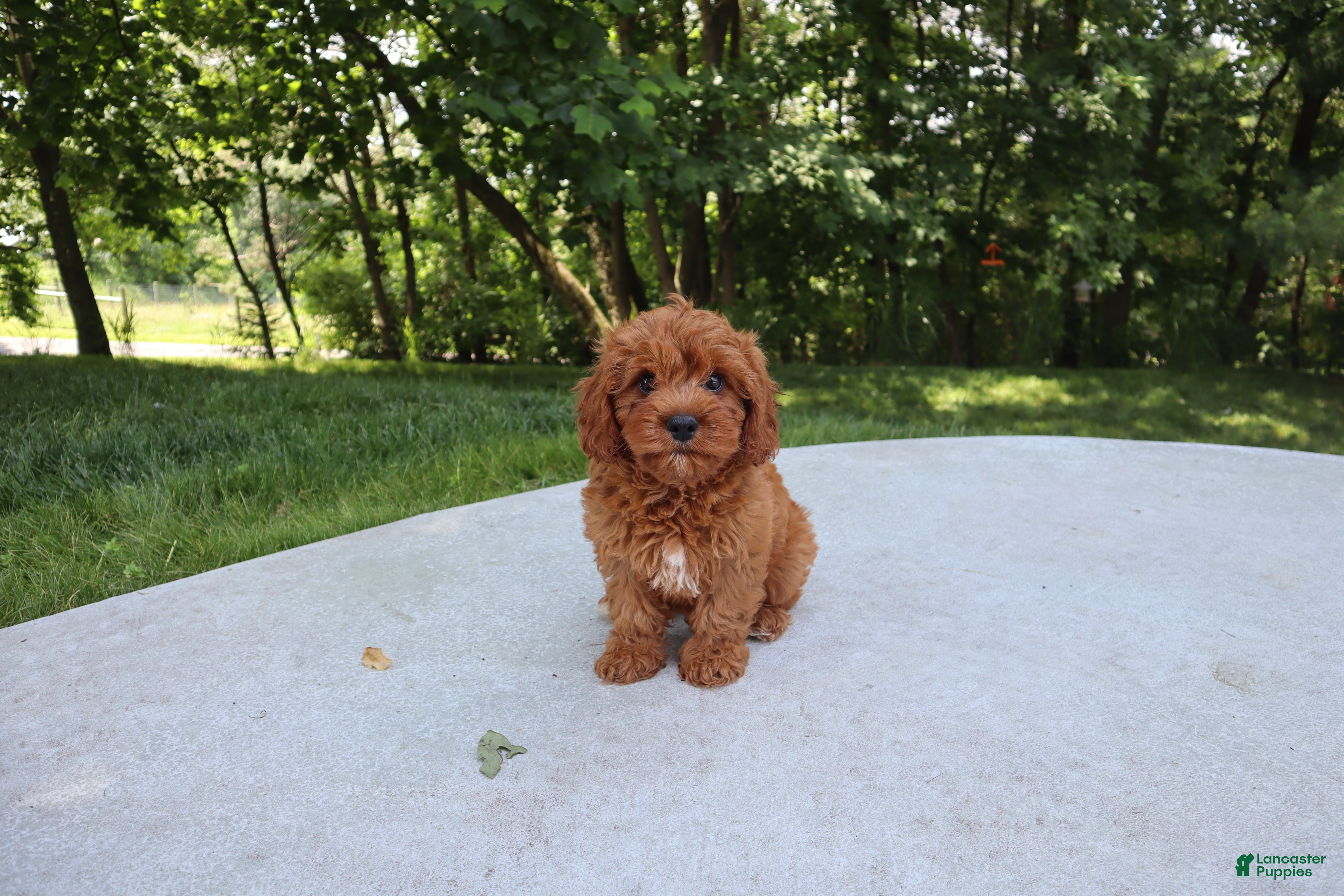 Cavapoo dogs Trixi - Ad 2