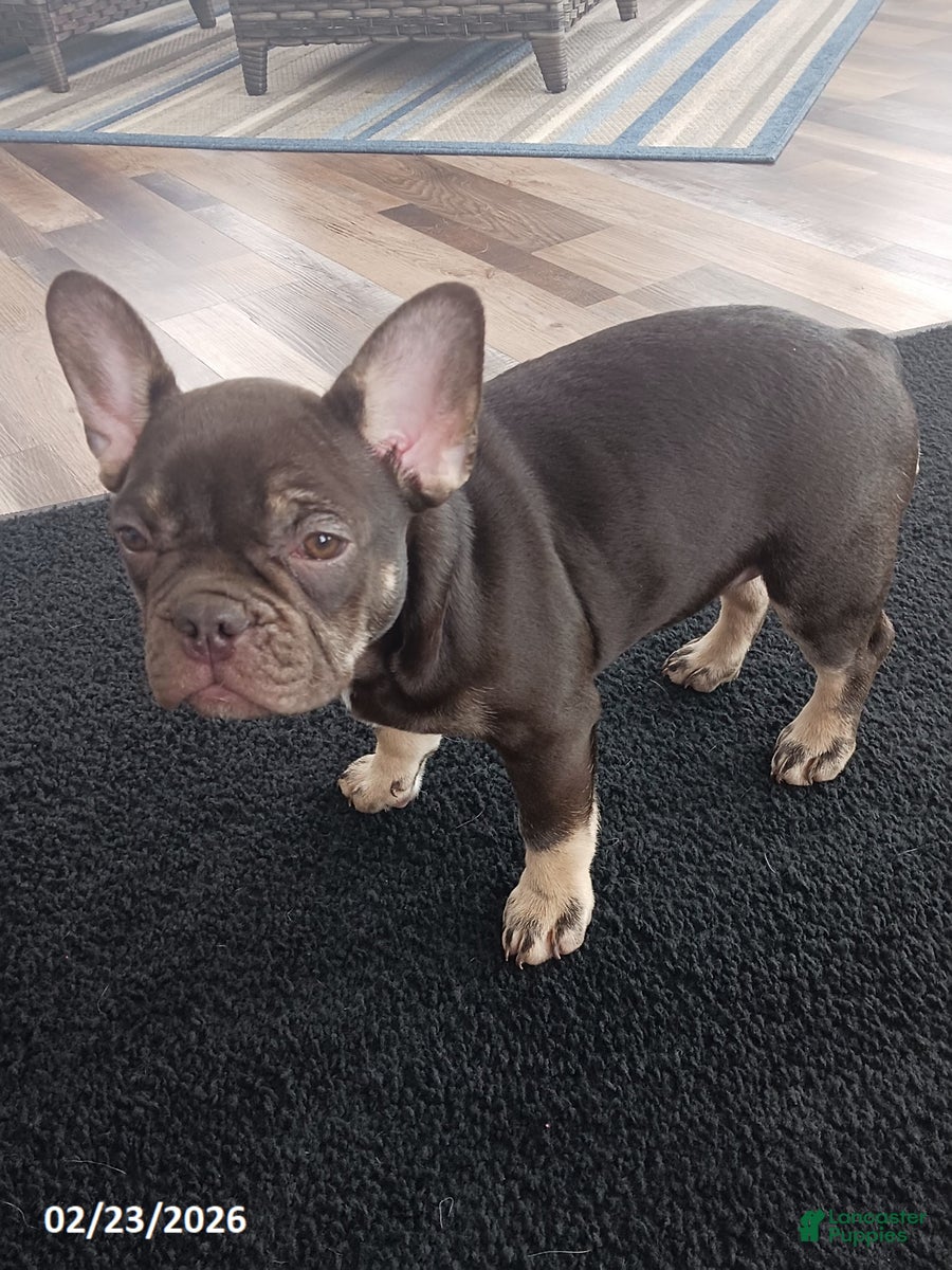 French Bulldog dogs Lea - Ad 2