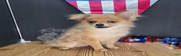 Pomeranian dogs for sale: Pepper's Long Shot - "Archer" - Ad 26