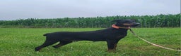 Doberman Pinscher dogs for sale: Lacey - Ad 8