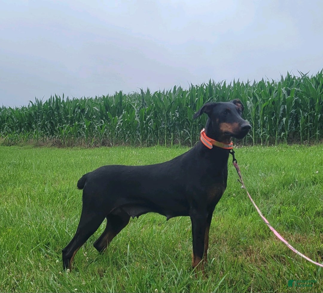 Doberman Pinscher dogs for sale: Lacey - Ad 8