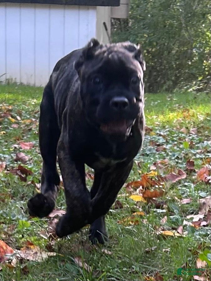 Cane Corso dogs Cane Corso 3 - Ad 1