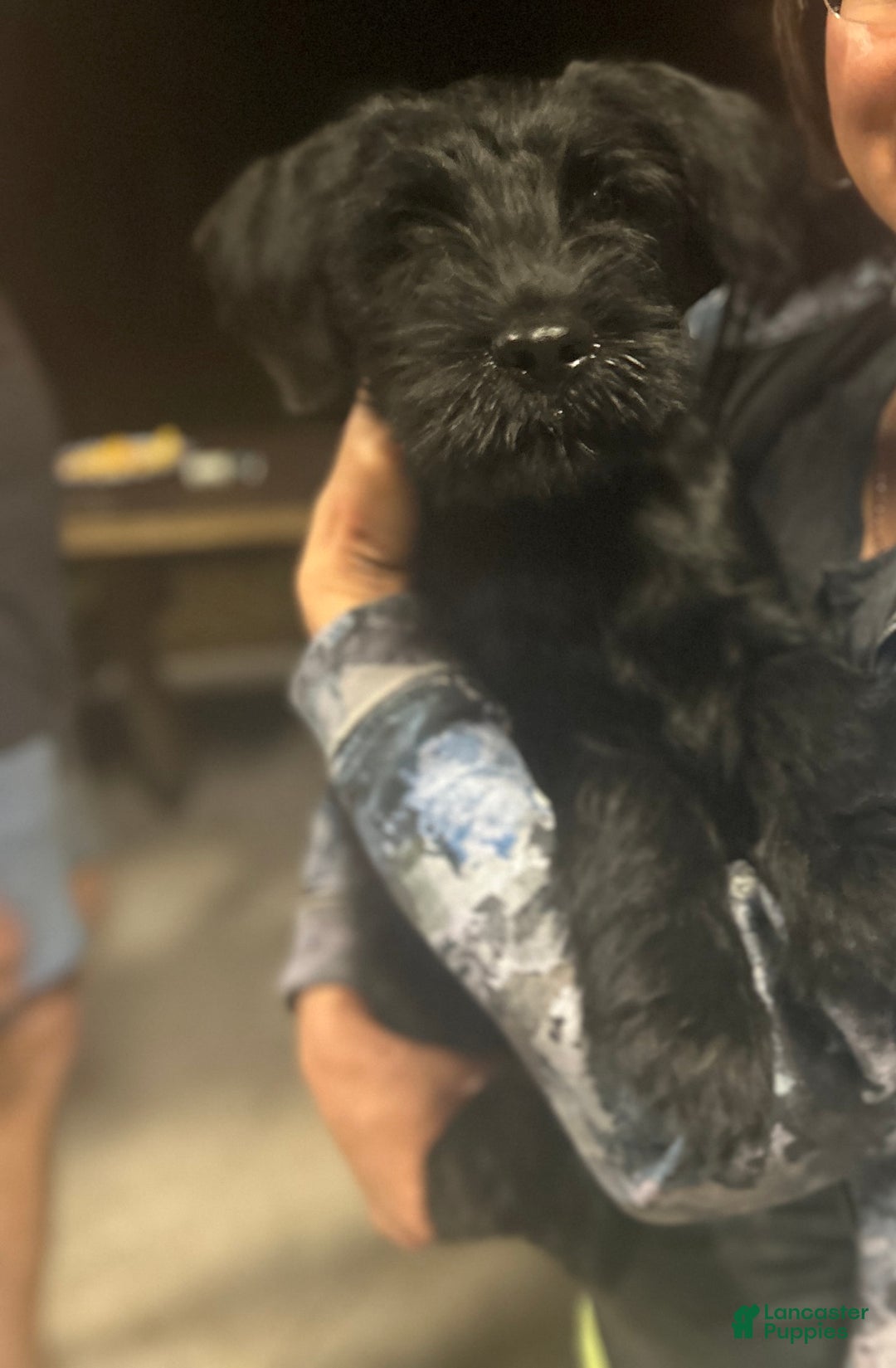 Gallery Image {{count}}