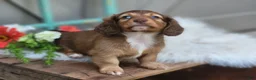 Dachshund dogs for sale: Willow  - Ad 4