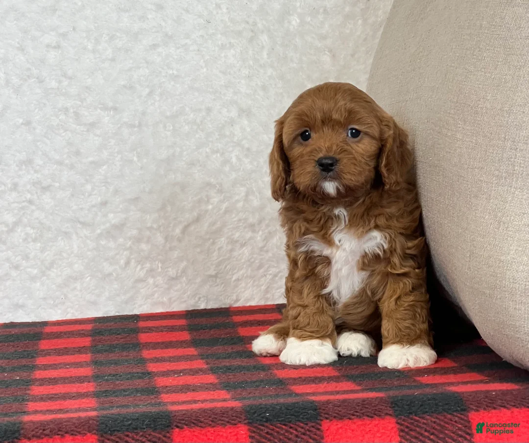 Cavapoo dogs for sale: Cupid - Ad 10