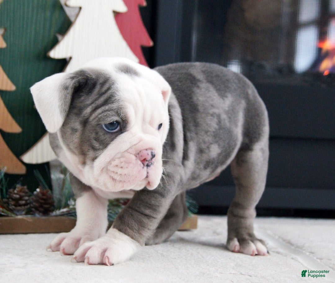 Olde English Bulldogge dogs for sale: Bella - Ad 5