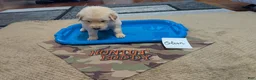 Golden Retriever dogs for sale: Olson, AKC - Ad 2