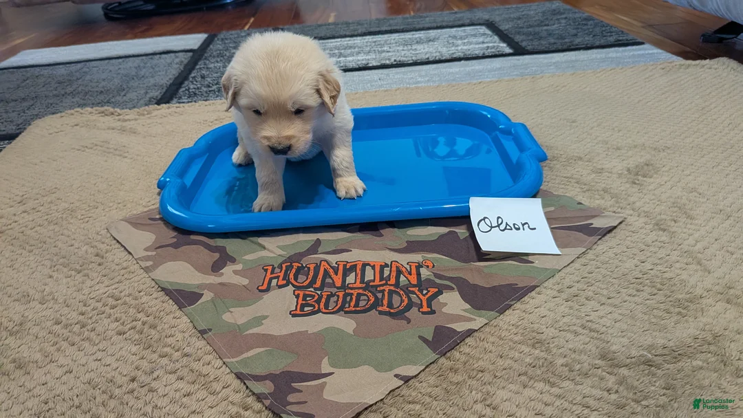 Golden Retriever dogs for sale: Olson, AKC - Ad 2