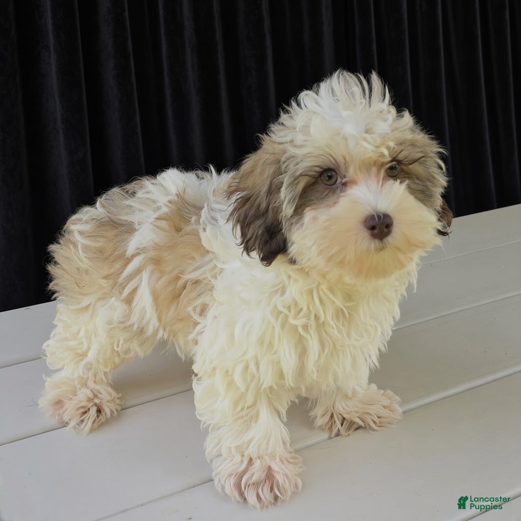 Havanese dogs Ashley - Ad 2