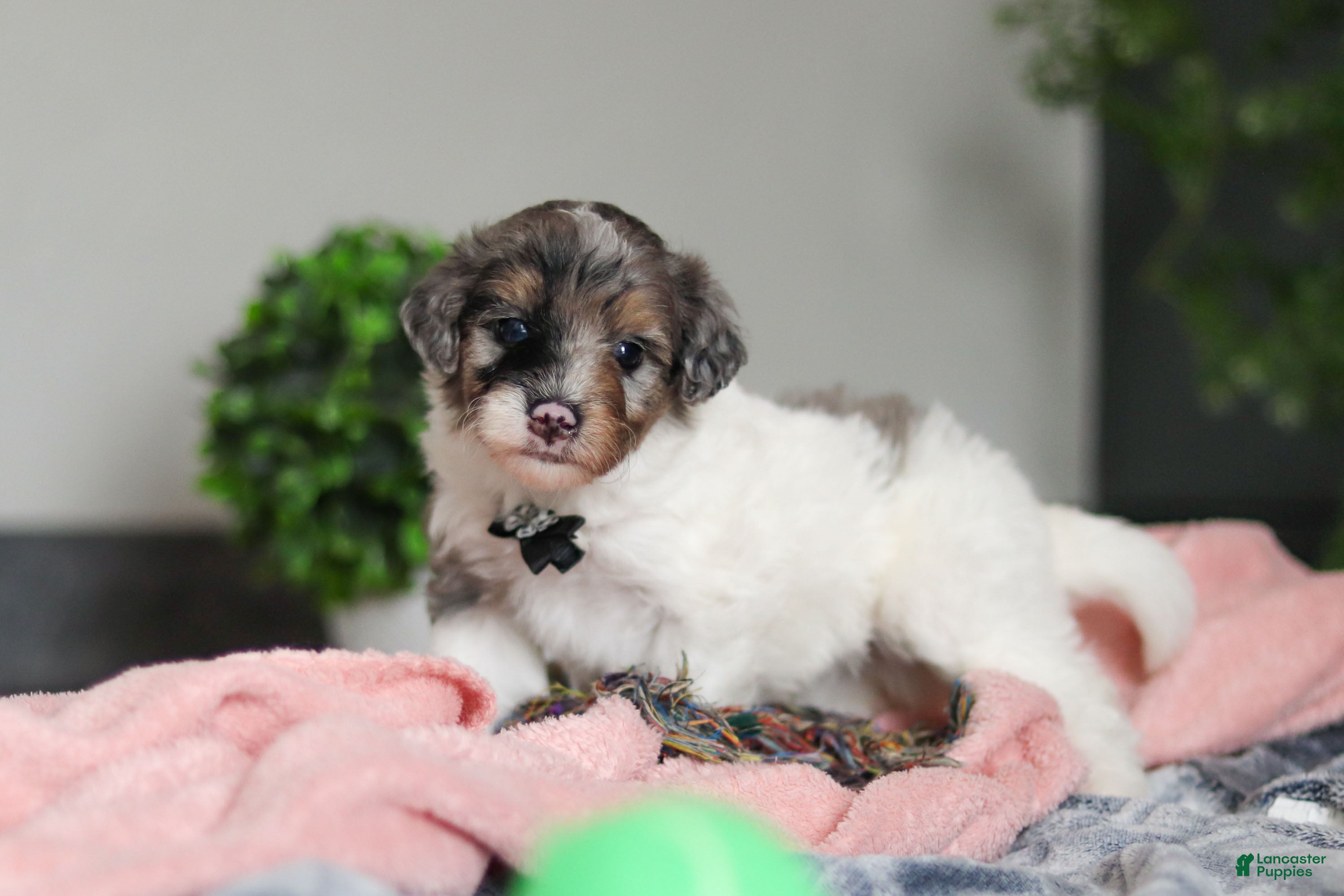 Mini Bernedoodle dogs Dannie - Ad 1
