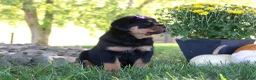 Rottweiler dogs for sale: Mia - Ad 5