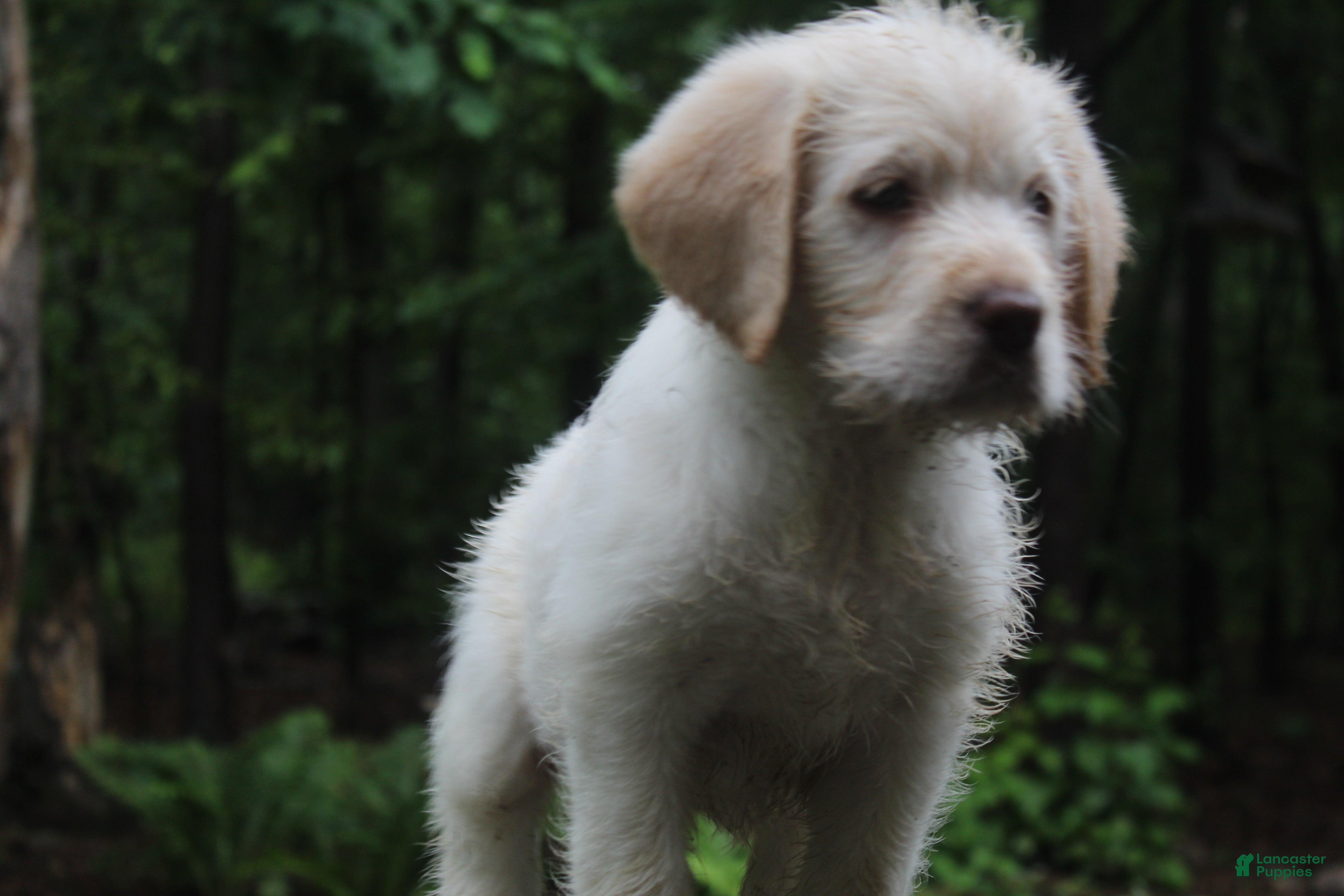 Labradoodle dogs Labradoodle Puppy 3 - Ad 2