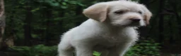 Labradoodle dogs for sale: Labradoodle Puppy 3 - Ad 2