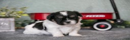 Shih Tzu dogs for sale: Sherry - Ad 2