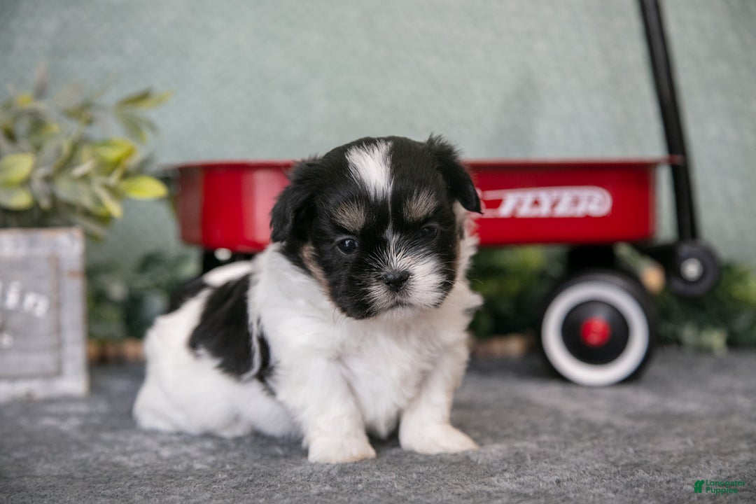 Shih Tzu dogs for sale: Sherry - Ad 2