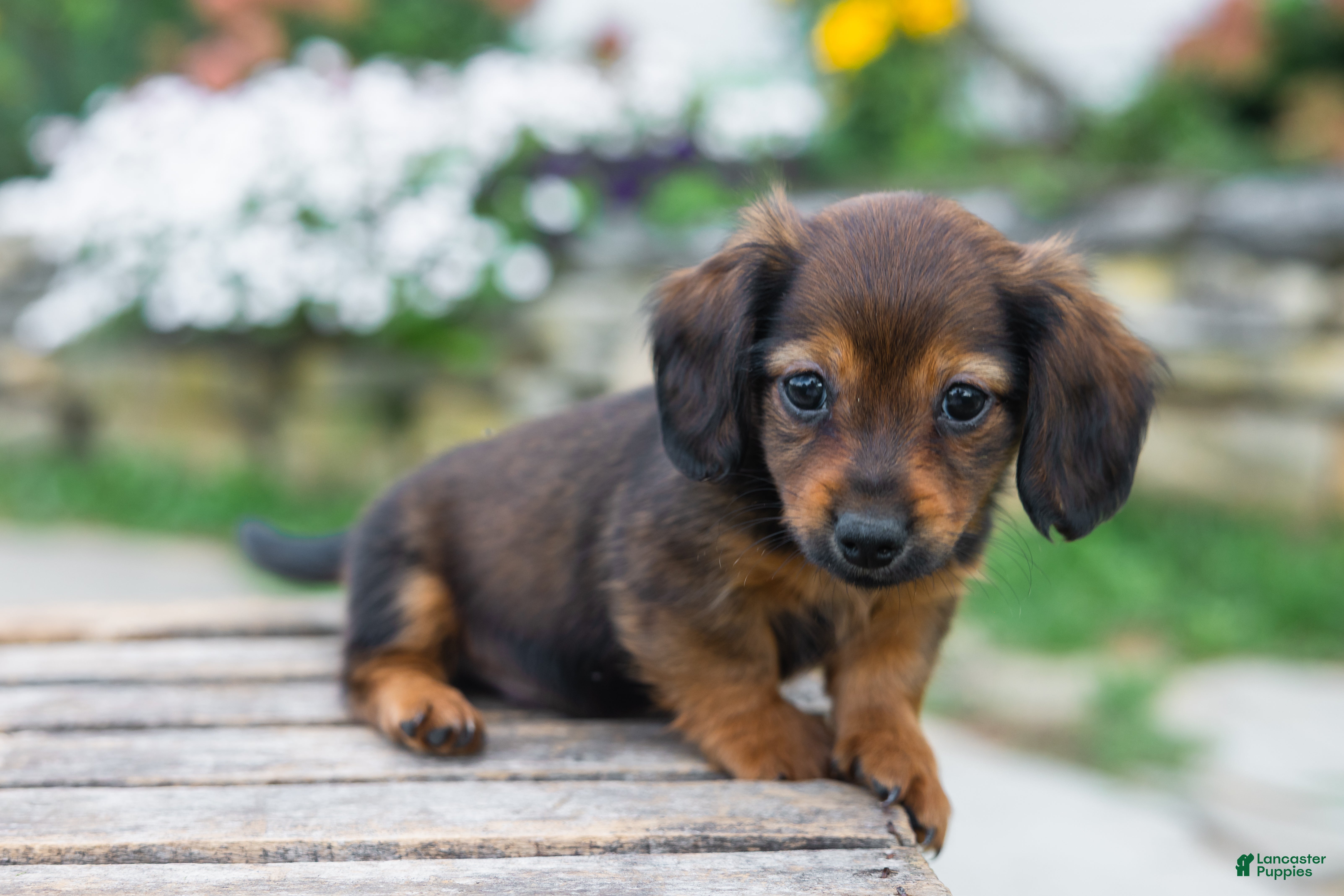 Miniature Dachshund dogs Gus - Ad 1