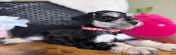 Miniature Schnauzer dogs for sale: Daisy - Ad 9