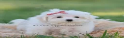 Maltese dogs for sale: Pinkie - Ad 5
