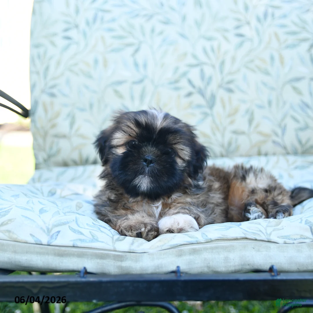 Shih Tzu dogs for sale: Sweetie - Ad 3