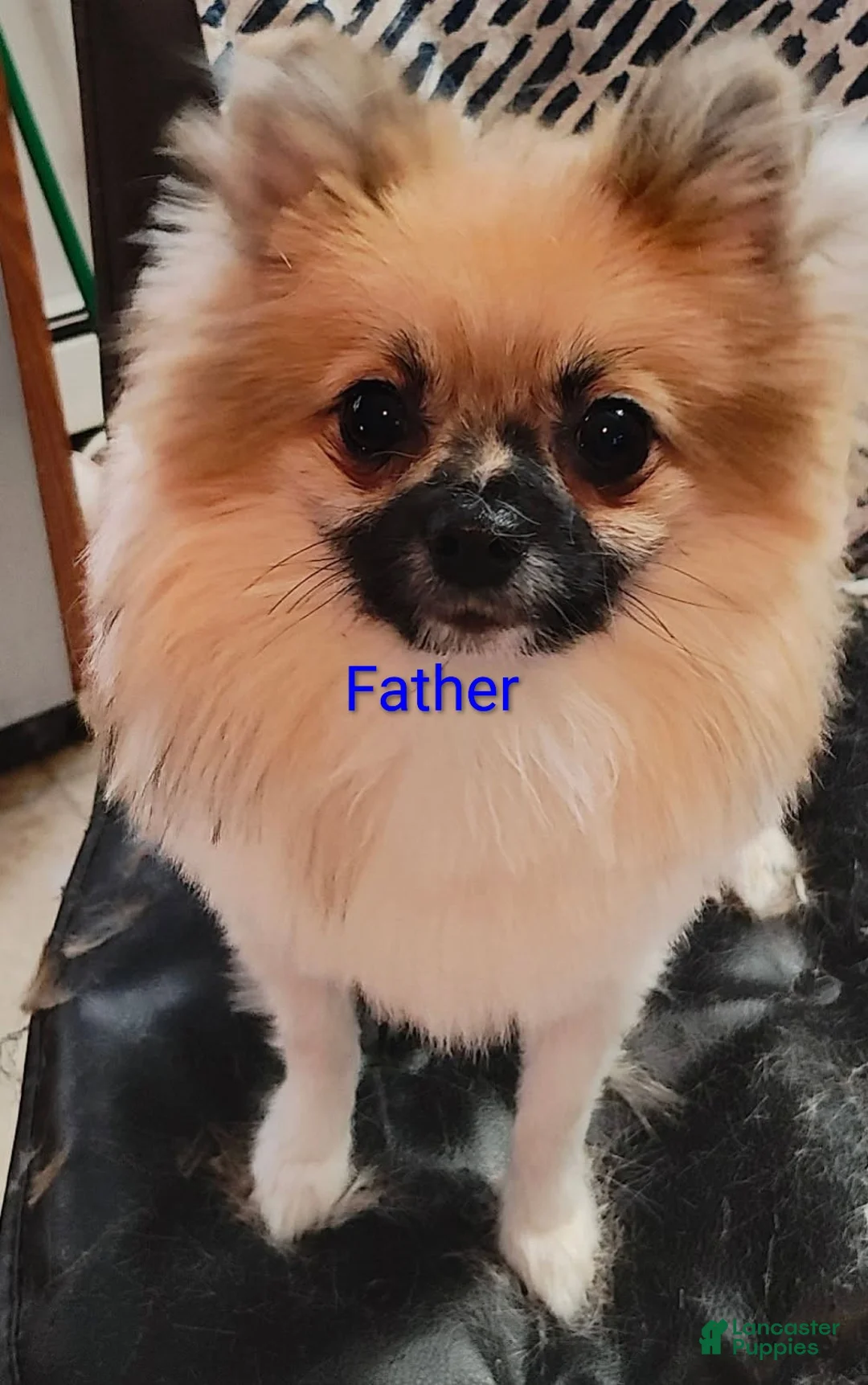 Pomeranian dogs for sale: Frito - Ad 9